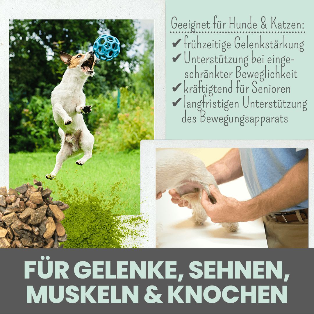 Gelenkmix Sensitiv & vegan für Hunde und Katzen mit Teufelskralle, Kurkuma & Glucosamin (150g)