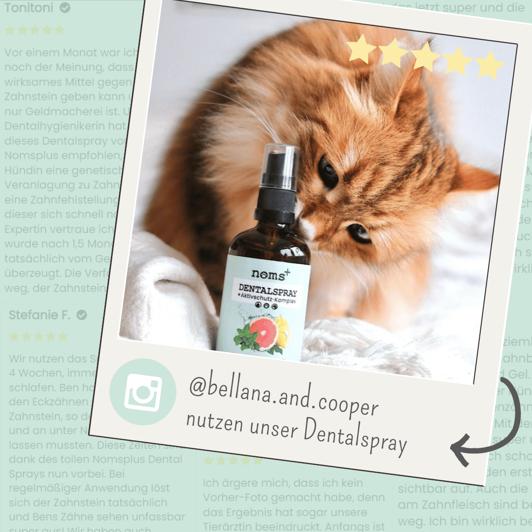 Dentalspray bei Zahnstein für Hunde und Katzen (50ml)
