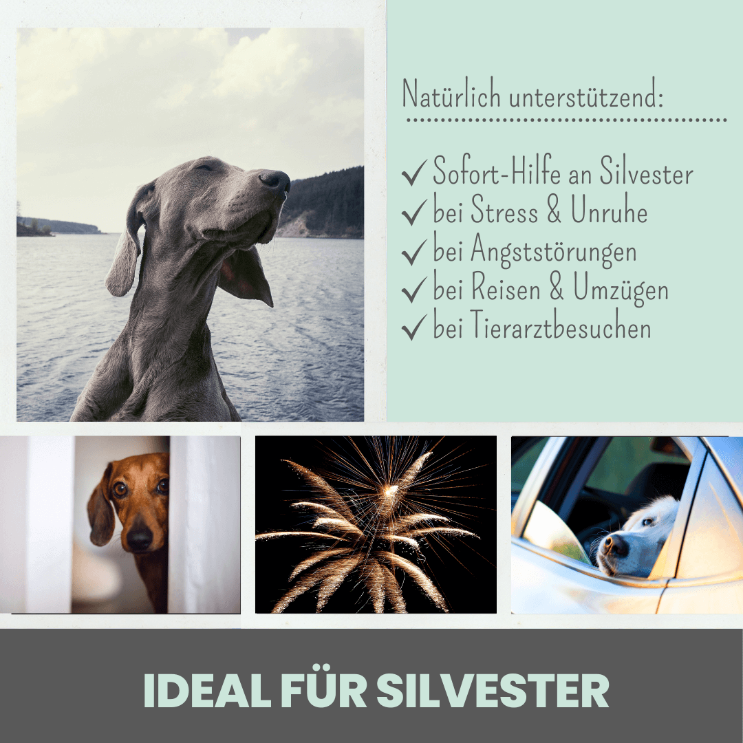 15% CBD Tropfen für Hunde und Pferde (10ml)