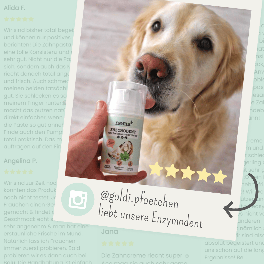 Enzymodent: Enzymatische Zahnpasta für Hunde mit natürlicher Pflege- und Präventionsformel (75ml)