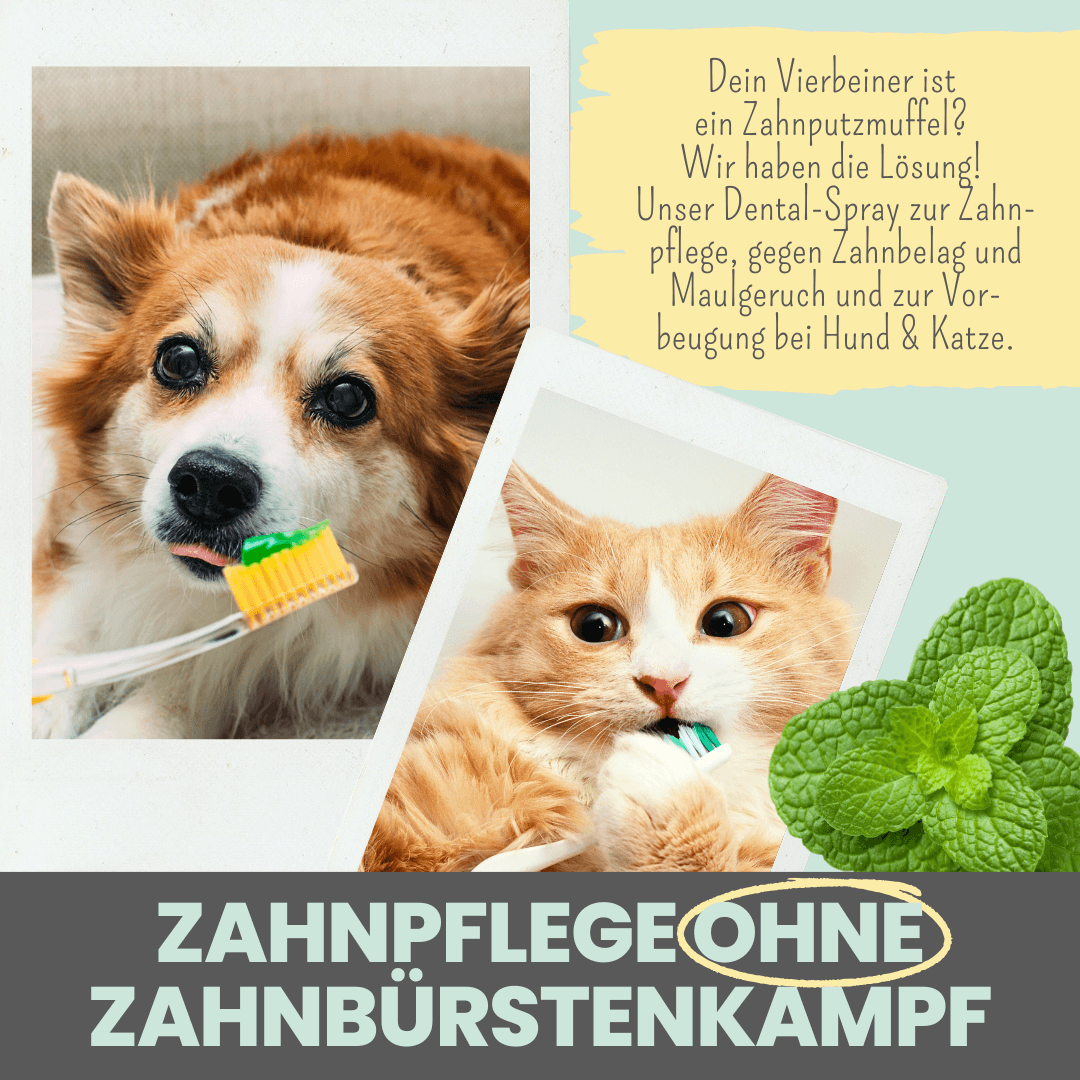 Dentalspray bei Zahnstein für Hunde und Katzen (50ml)