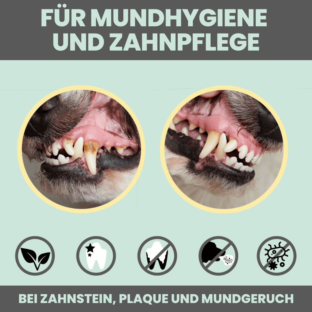 Dentalspray bei Zahnstein für Hunde und Katzen (50ml)
