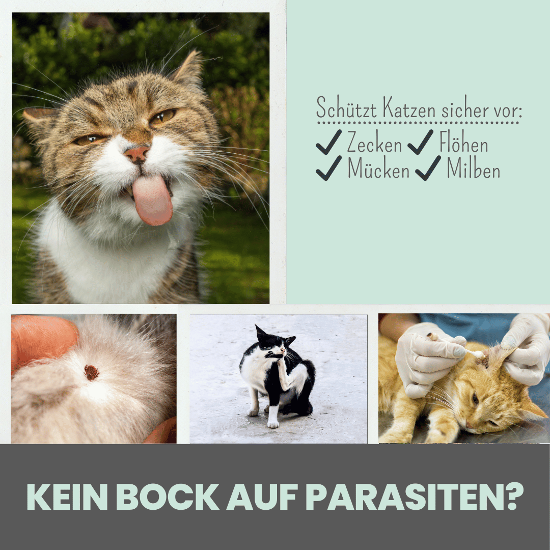 Zpot-on für Katzen gegen Zecken, Flöhe, Milben & Mücken [Jahresvorrat]