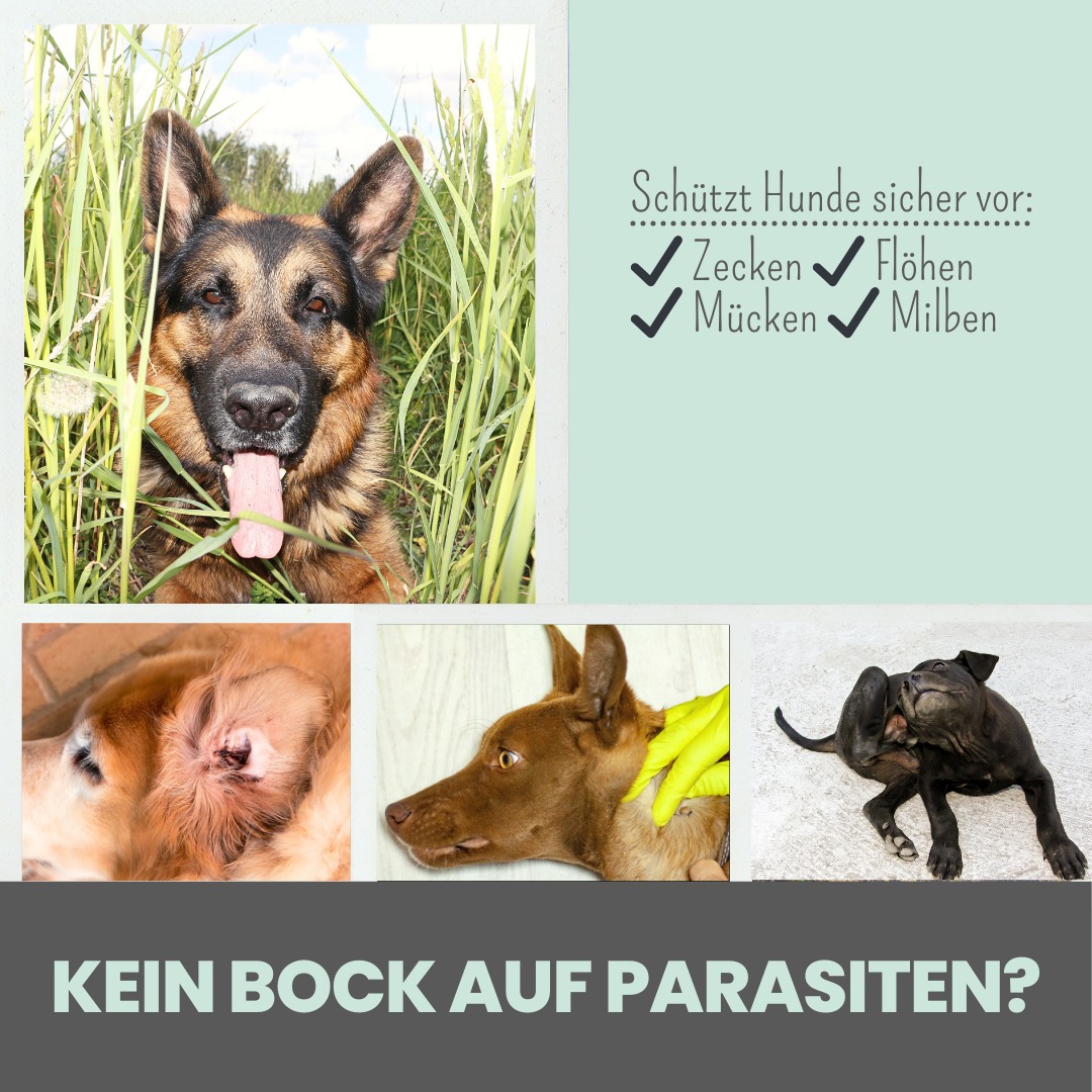 Zpray für Hunde gegen Zecken, Flöhe, Milben & Mücken [Jahresvorrat]