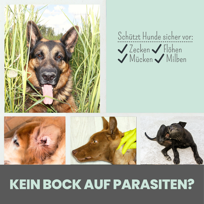 Zpray für Hunde gegen Zecken, Flöhe, Milben & Mücken [Jahresvorrat]