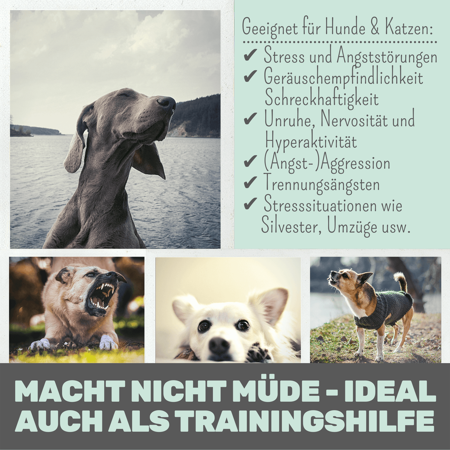 Wohlfühlmix für Hunde bei Stress, Angst, Unruhe und Hyperaktivität