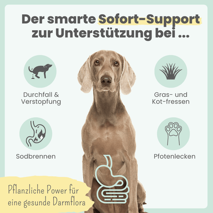 Hunde Smoothie-Bowl: Der fruchtig frische Elektrolyt-Booster (200g)