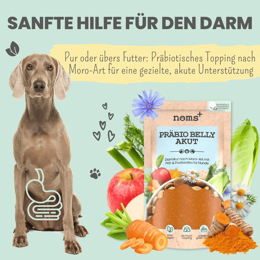 Präbio Belly Akut: pflanzenbasierte Darmkur für Hunde nach Moro-Art (200g)