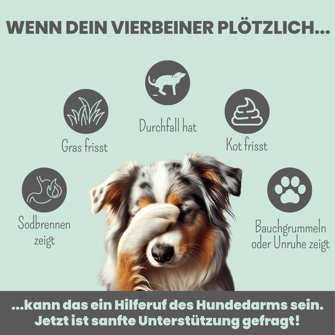 Präbio Belly Akut: pflanzenbasierte Darmkur für Hunde nach Moro-Art